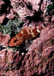 Red Scorpion fish - Gozo - EOS5 + 50MM + SB1O5. by James Garland 
